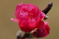 ハナモモ 花菜ガーデン 2016 3/5 DSC03415