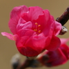 ハナモモ 花菜ガーデン 2016 3/5 DSC03415