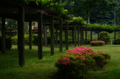 藤棚 来春を楽しみに 引地川親水公園 2016 5/28  DSC03319