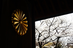 靖国神社 2016 3/27 DSC07339