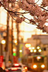 夕暮れの桜と江ノ電