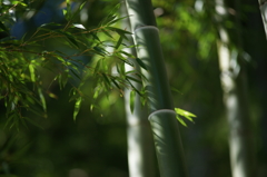 ぶら散歩 神奈川県立あいかわ公園 2015 11/3 DSC09766