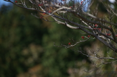 ぶら散歩 神奈川県立あいかわ公園 2015 11/3 DSC00011
