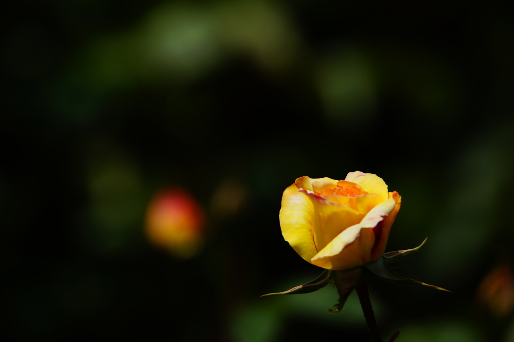 薔薇色の光に癒されて ⑥