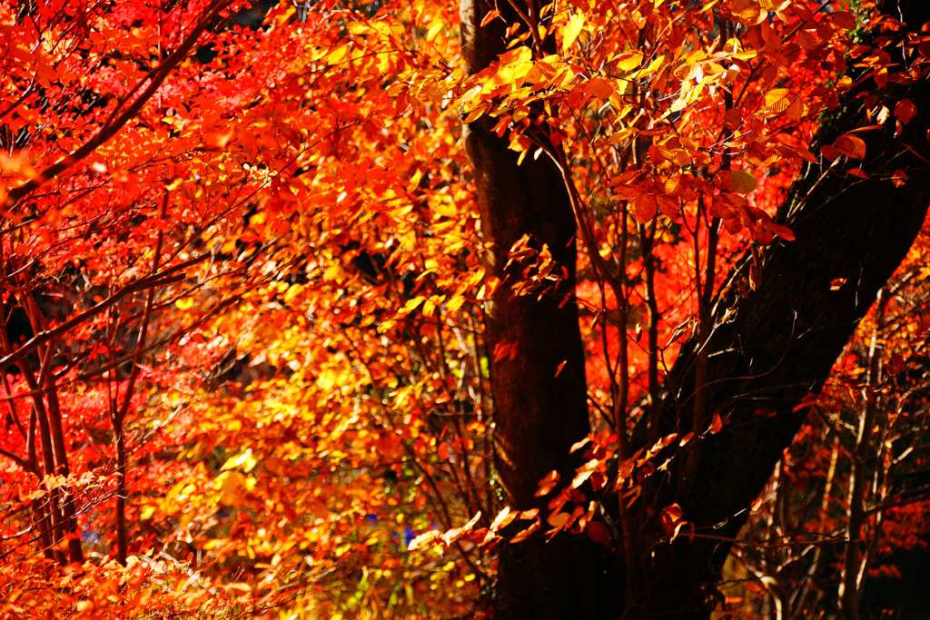 紅と黄色の森