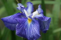 横須賀菖蒲園にて 6/6 DSC00390