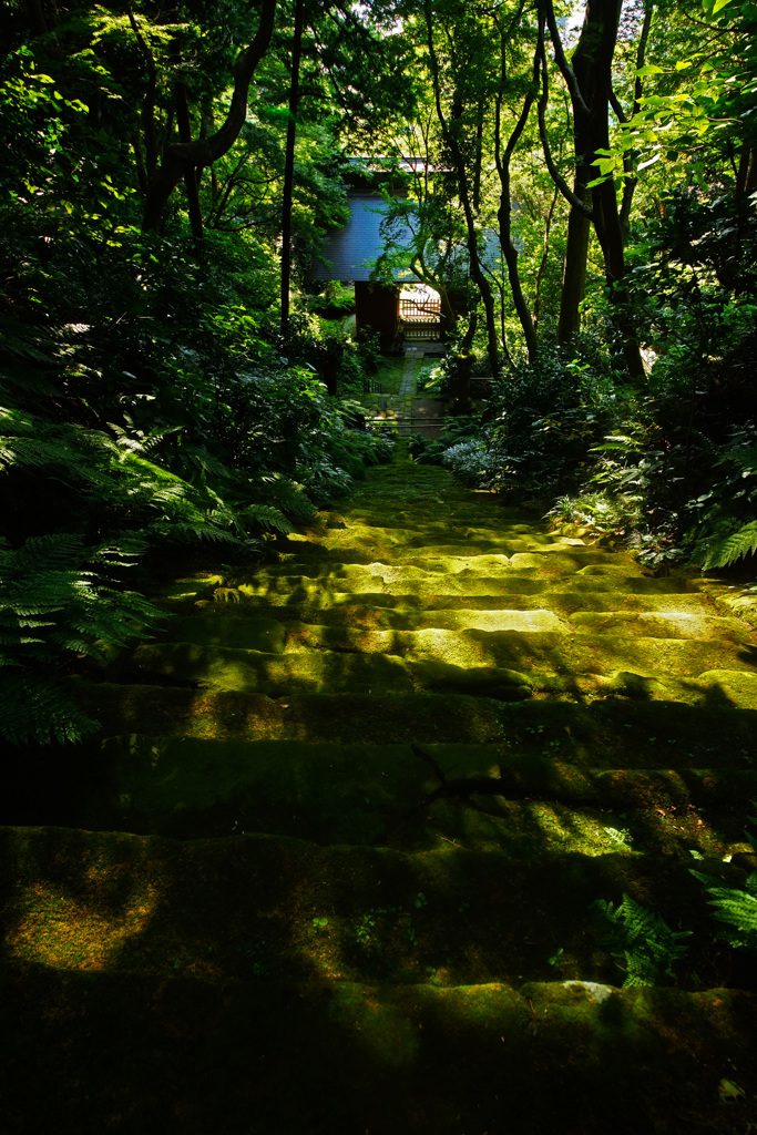 神秘的な苔寺～妙法寺～⑨