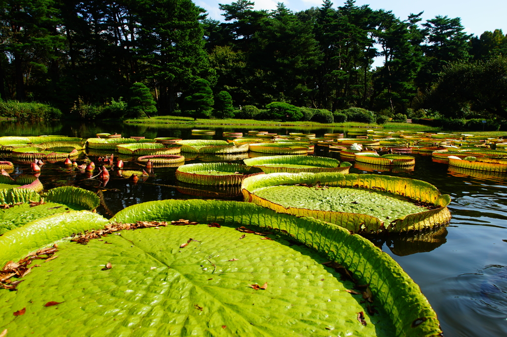 ぶら散歩 神代植物公園 2015 10/12 DSC00476