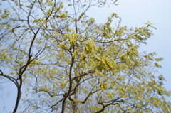 秩父 羊山公園　芝桜まつり2016 DSC04688