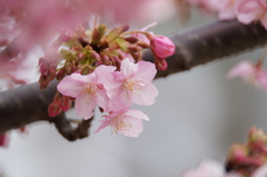 河津桜 三浦海岸ぶら散歩 2016 2/6 DSC02307