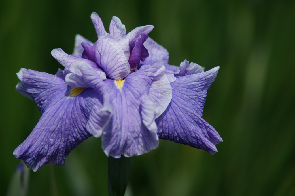 横須賀菖蒲園にて 6/6 DSC00958