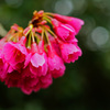 グリーンに映える寒緋桜…