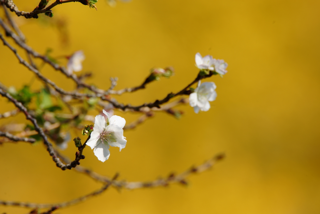 晩秋の十月桜と黄葉