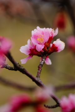 春色～オカメ桜～③