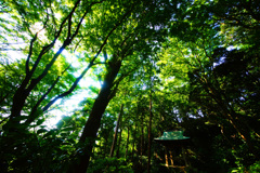 神秘的な苔寺～妙法寺～⑪