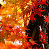 いにしえの杜が紅と黄色の光に包まれて