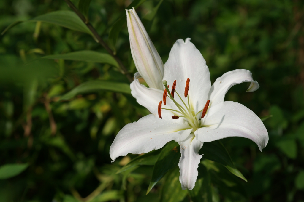ぶら散歩 富士見高原リゾート 8/9 DSC04660