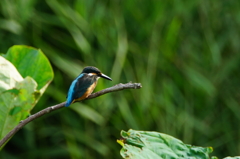 カワセミ 朝ぶら 2016 7/3  DSC05281