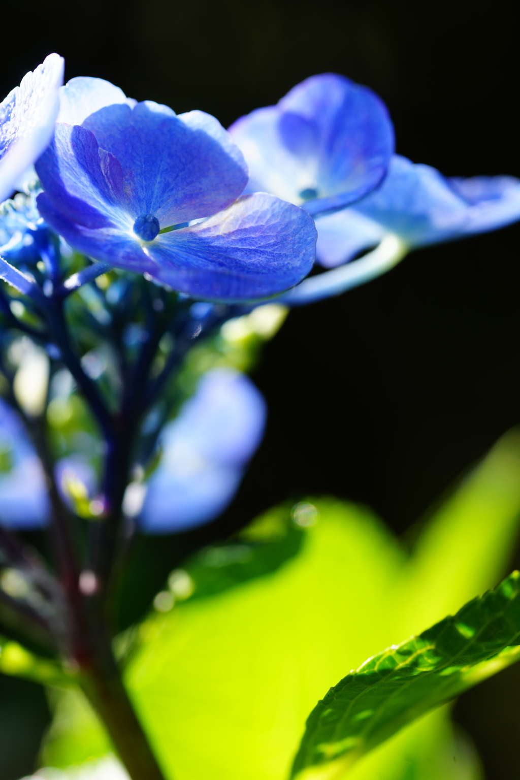 雨上がりの紫陽花 ②
