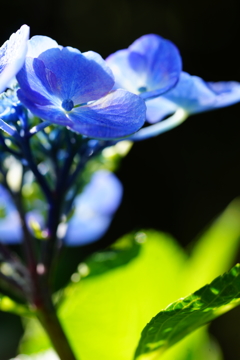 雨上がりの紫陽花 ②