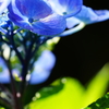 雨上がりの紫陽花 ②