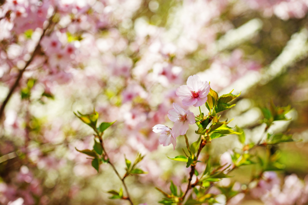 桃源郷の御殿場桜 ②