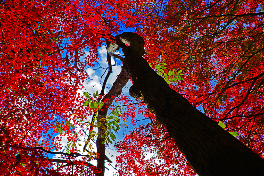 青空も紅く覆われて...