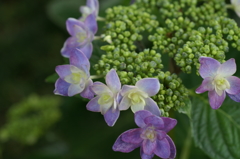 鎌倉　長谷にて①PICT2007