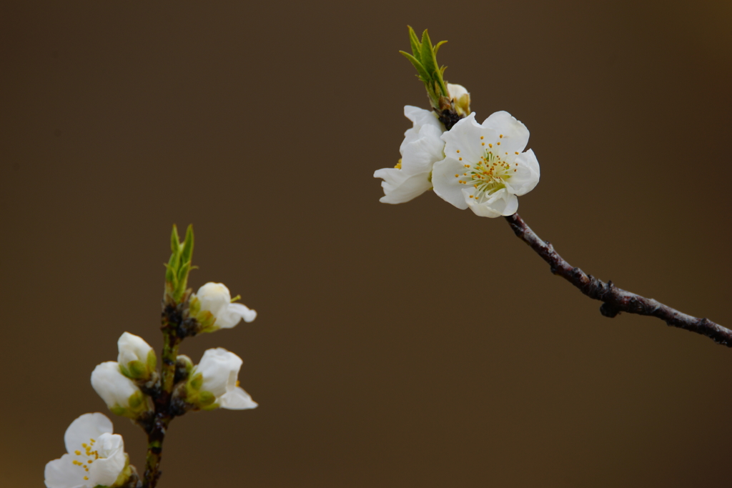 春色～花桃～②