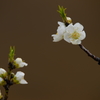 春色～花桃～②
