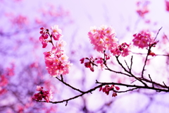 春色～春めき桜～①