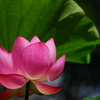 夏の花 2016 7/31 DSC06806