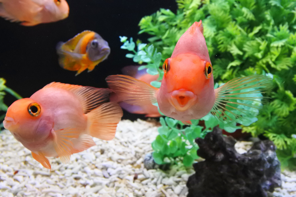 アクアリウムにカラフルなギョ、ギョ、ギョ ⑧