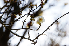 白梅 花開く