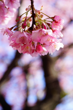 河津桜まつり 2016 2/21 DSC06076