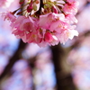 河津桜まつり 2016 2/21 DSC06076