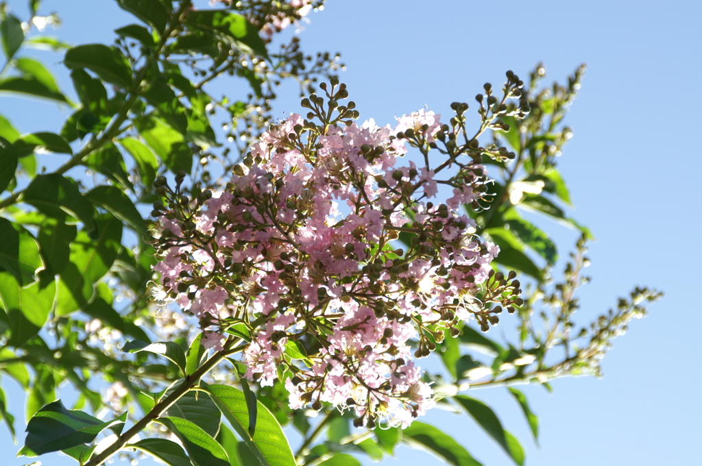 柳小路 ぶら散歩 7/15 PICT3396