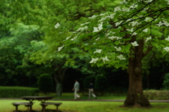 ぶら散歩 2016 5/28 DSC02968