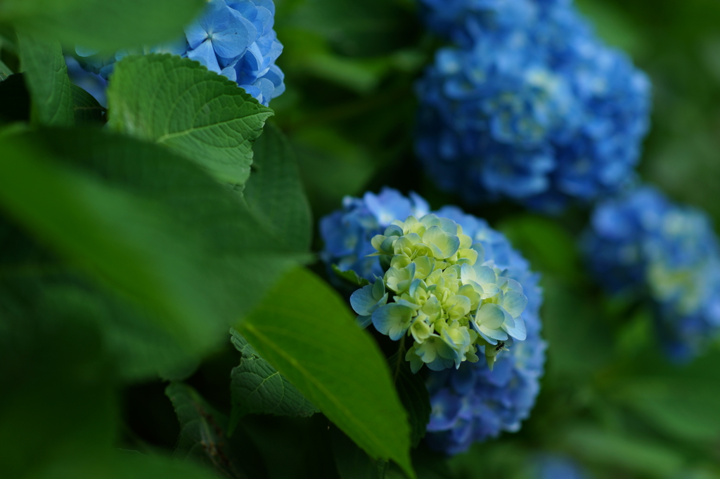 紫陽花ぶら散歩 大庭城址公園 2016 5/28 DSC03185