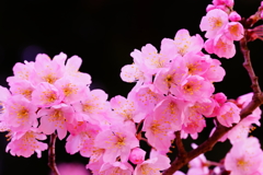 春めき桜...桃色吐息 ⑤