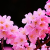 春めき桜...桃色吐息 ⑤