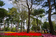 いざ、国営ひたち海浜公園 2016 4/23 DSC05658