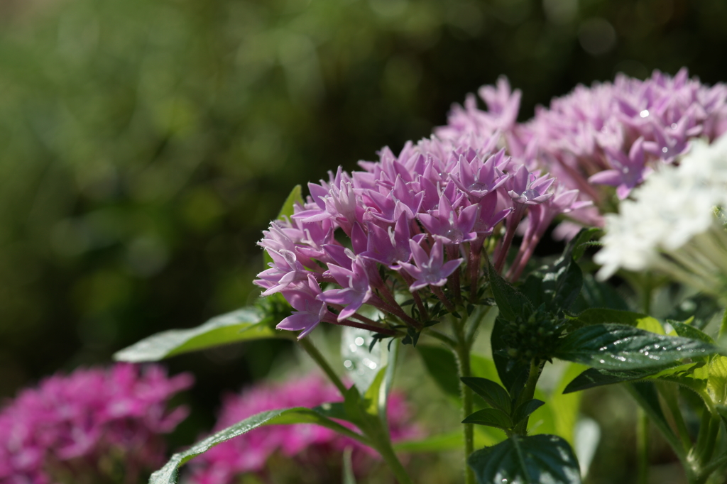 ぶら散歩 腰越 7/27 DSC03907