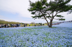 いざ、国営ひたち海浜公園 2016 4/23 DSC05515