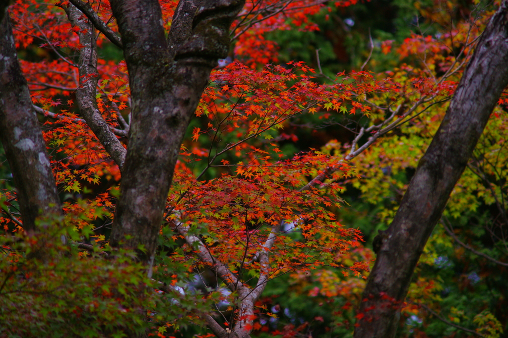 ちょっぴり紅葉狩り ぶら散歩 箱根 2015 10/31 DSC09025