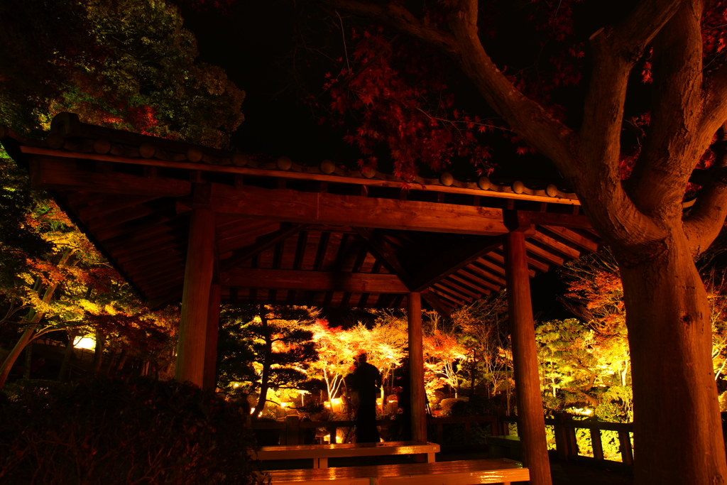 目の前に広がる幻想的な光景 ～大磯城山公園～