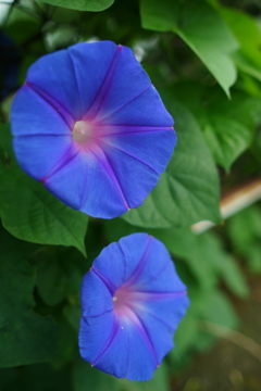夏の朝ぶら 2016 7/16 DSC05847