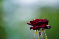 秋バラ～秋の陽射しに誘われて～