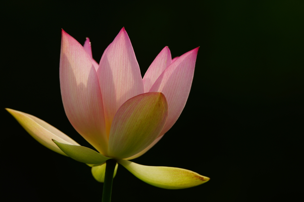 極楽の花開く季節 ⑨