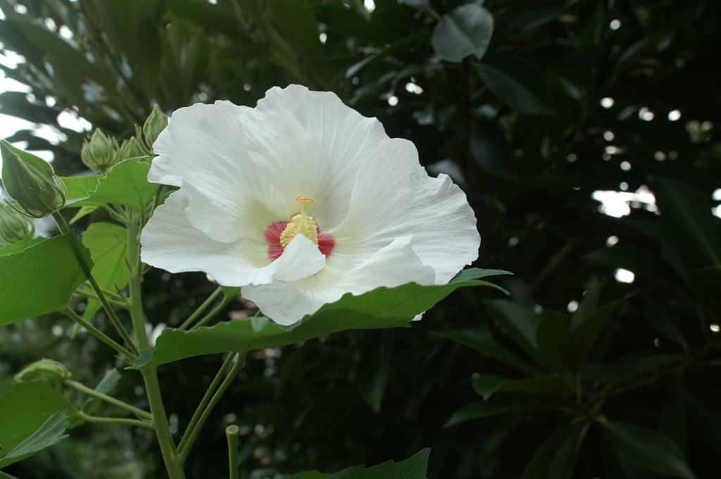 ぶら散歩 藤沢 8/21 PICT4234